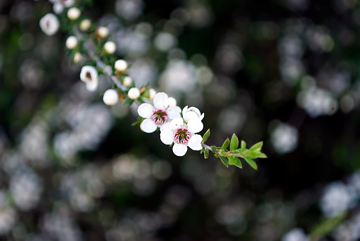 The Manuka flower in bloom on a Tea Tree in soft focus.