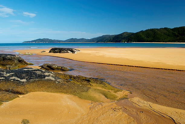 estuario totaranui, parque nacional de abel tasman, nueva zelanda - golden bay fotografías e imágenes de stock