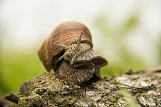 istock little snail crawling on a tree on a green background 475575980