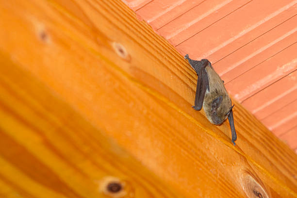 Bat hanging upside down on roof stock photo