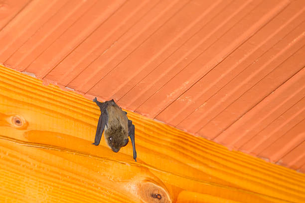 Bat hanging upside down on wooden beam stock photo