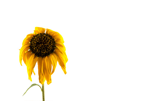 Withered yellow sunflowers on a white background.