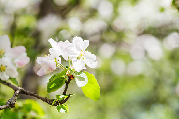 istock bloom on flowering apple tree in green forest 475579748