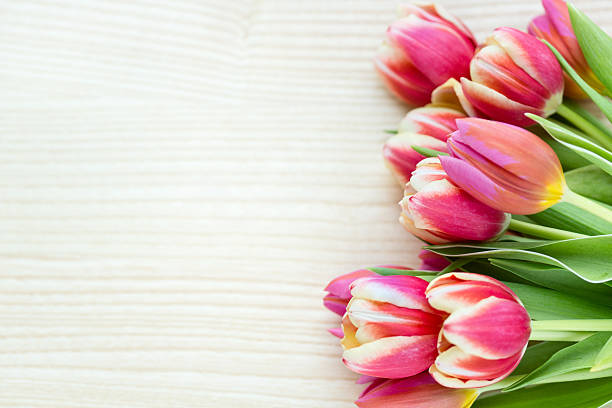 Spring Tulips on wooden background.