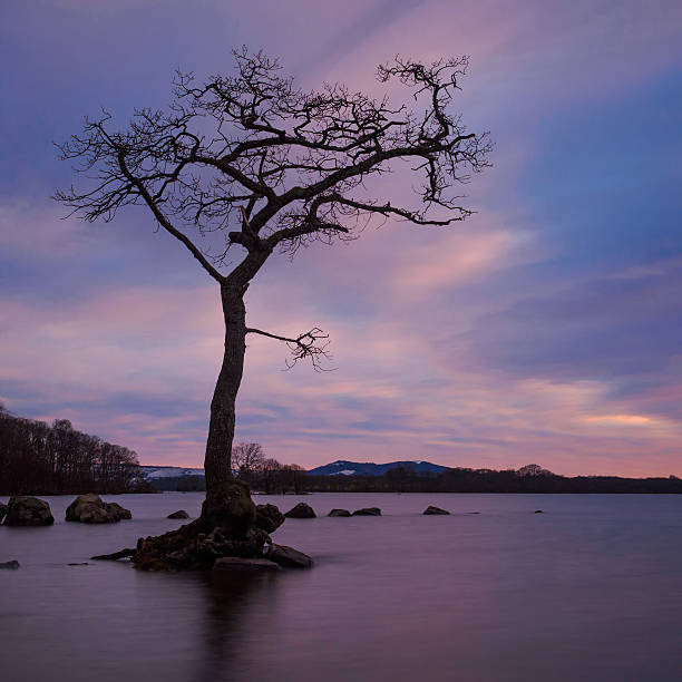 istock Millarochy Bay, Loch Lomond after sunset. 475582516