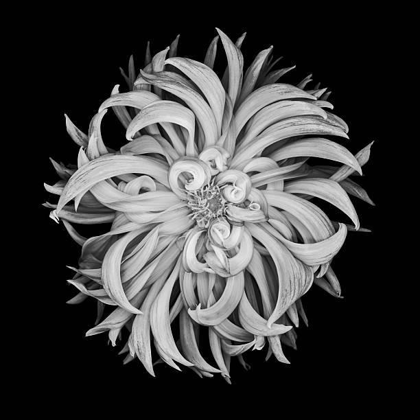 istock XXXL: Monochrome dahlia isolated on a black background 475583080