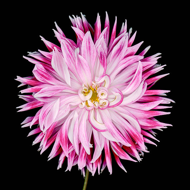 istock XXXL: Pink and red dahlia isolated on black background 475583082
