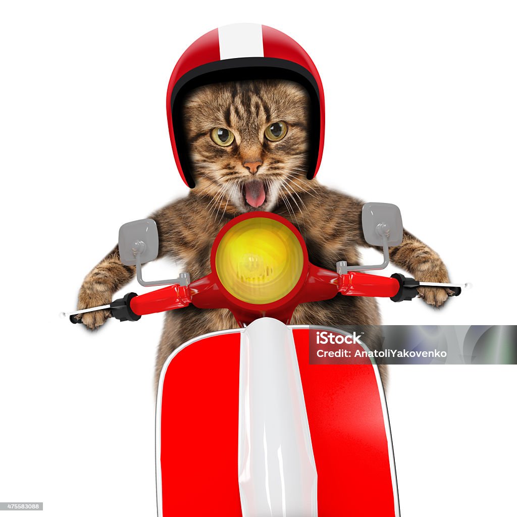 Funny Cat Driving A Moped Stock Photo - Download Image Now ...