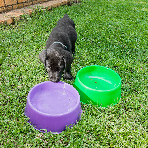 istock Labrador Puppy at Waterbowl 475583344