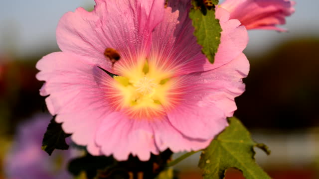 Hollyhocks