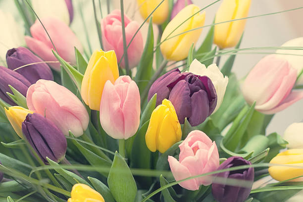 ramo de rosa tulipanes suaves tonos - beauty in nature wedding nature smooth fotografías e imágenes de stock