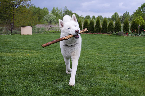 White siberian husky is playing with the stick stock photo