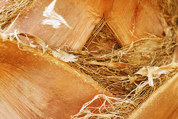 Suszone palm Tekstura – zdjęcie