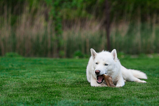 White siberian husky eating a bone stock photo