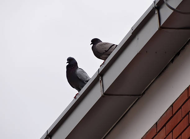 istock Pigeons of a roof 475589932