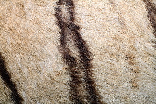 istock texture of tiger pelt 475590657