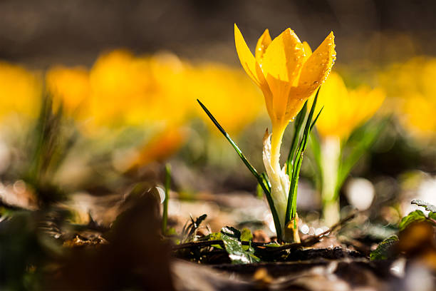istock Yellow Crocuses with dew drops, shallow DOF. 475590843