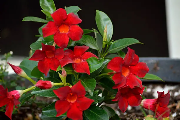 Red and orange Mandevilla blooms with buds and green leaves in flower pot against a black background. Five petaled, red, trumpet shaped, orange centered, flower. Bright velvety petals and green shiny leaves against a dark background.