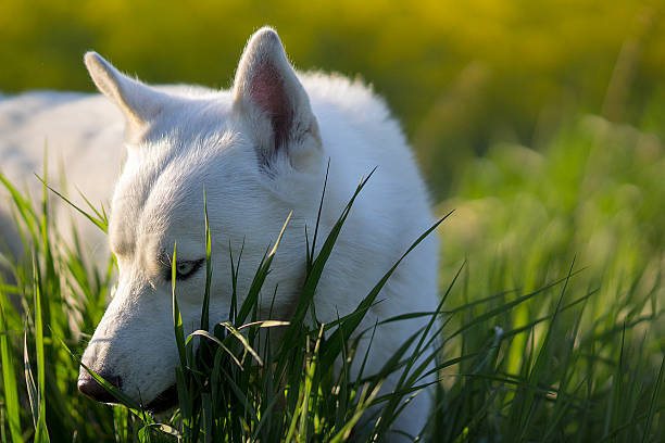 White siberian husky lying on the grass stock photo