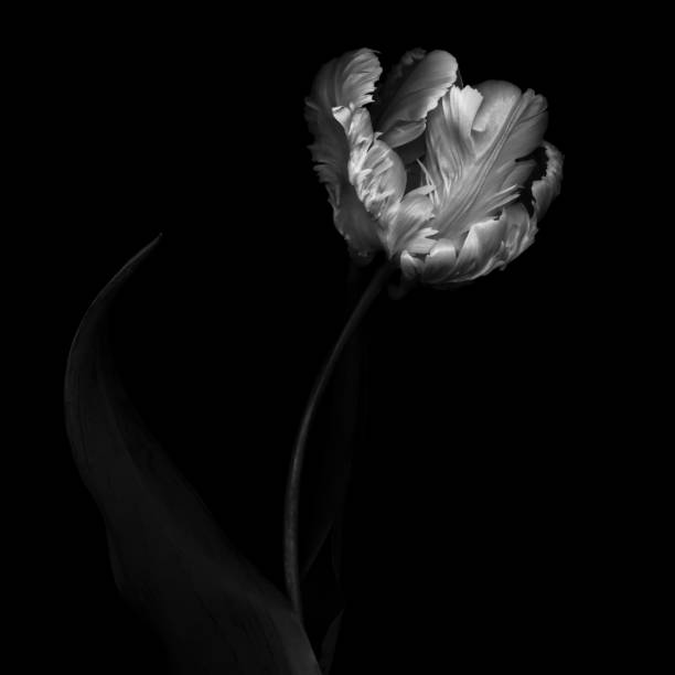 istock XXXL: Monochrome parrot tulip isolated on a black background 475595538