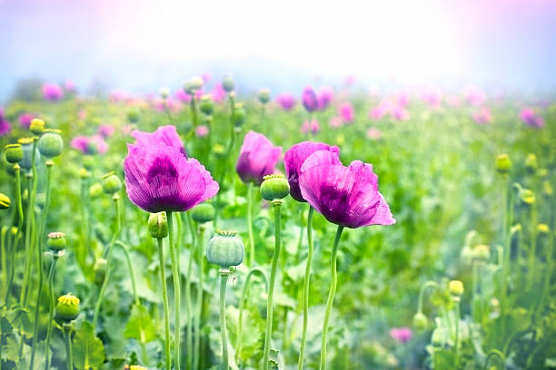 Purple poppy flowers