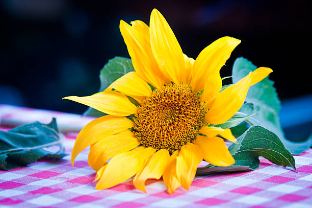 tournesol sur la table dans la campagne - sunflower gold single flower formal garden photos et images de collection