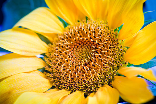 tournesols dans la campagne - sunflower gold single flower formal garden photos et images de collection