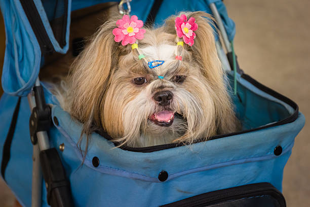 istock Shih tzu dog lying in stroller 475599422