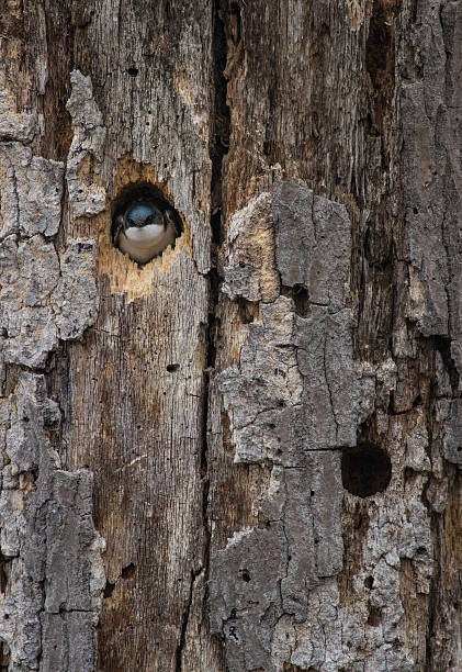 istock Swallow Peeking Out of a Tree 475599594