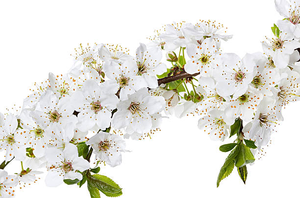 istock apple flowers branch isolated on a white background 475602712