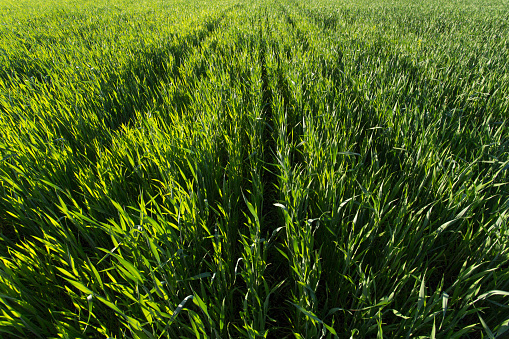 Rows in the young wheat field on sunset, wide, top view