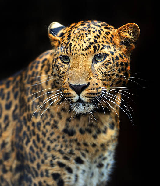 istock Portrait of leopard 475604853