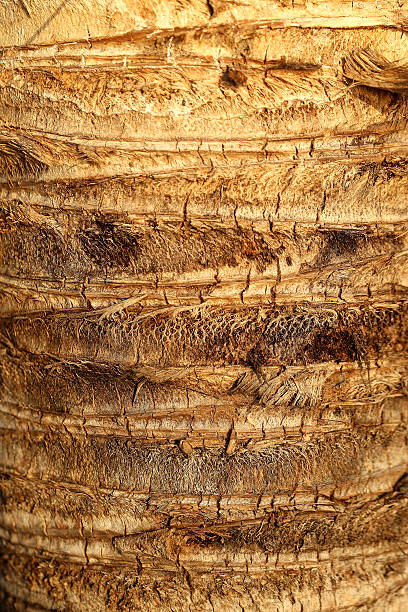 istock The texture of the palm tree 475605184