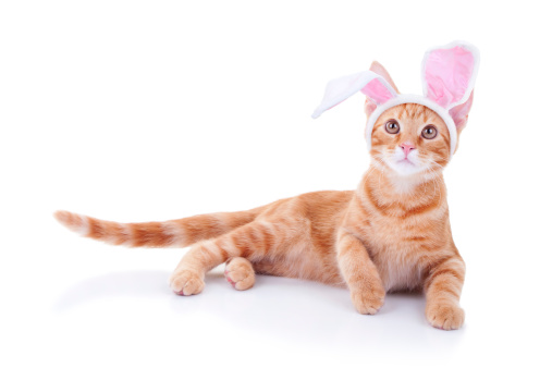 Easter bunny cat in bunny ears