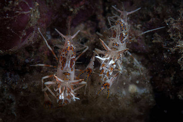 istock Tiger Shrimp in Lembeh Strait 475605824