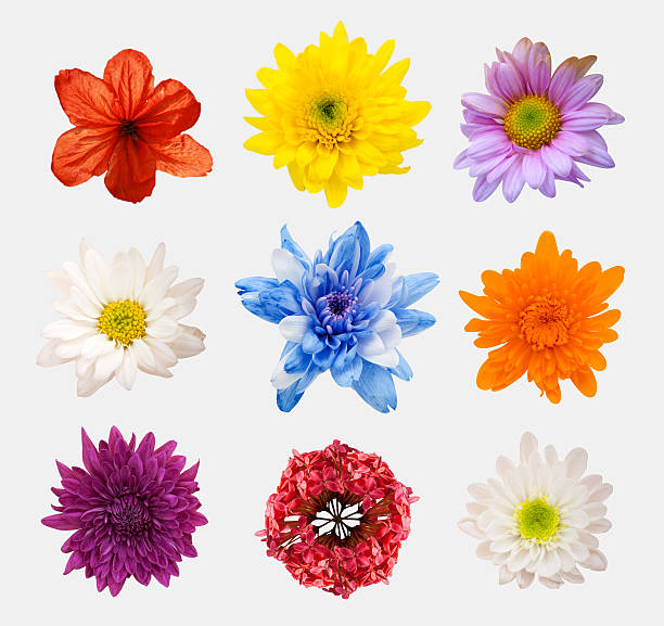 istock arrangement flower on wooden with empty space background 475605868
