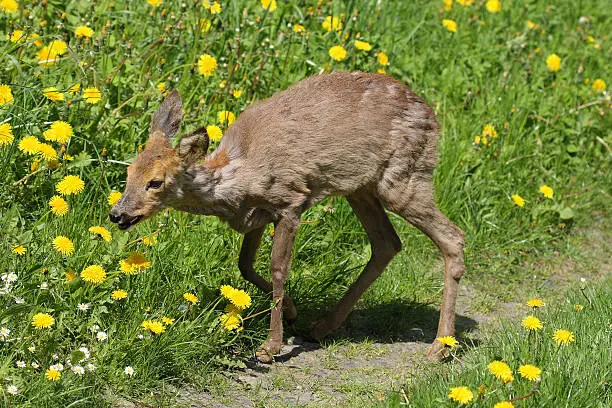 Young roe (Capreolus capreolus) in the green gras in the  spring sunny day.Sick roe after poisoning rape.