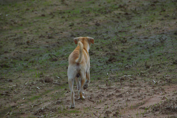 istock Dog in the field 475606362