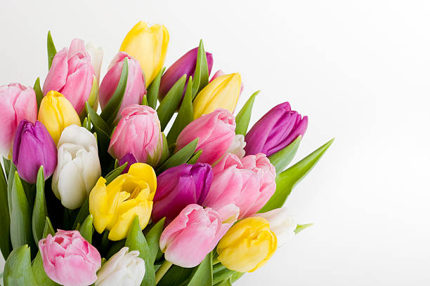 istock Bouquet of Tulips isolated on white 475606591