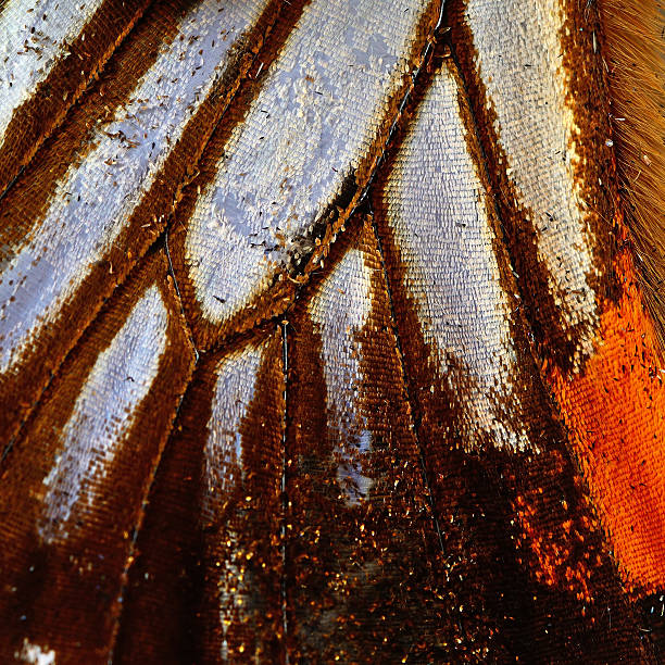 butterfly wing stock photo
