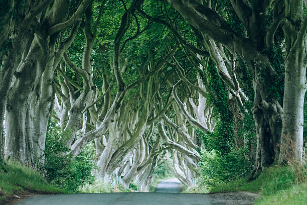 istock Dark Hedges, County Antrim, Northern Ireland 475606902