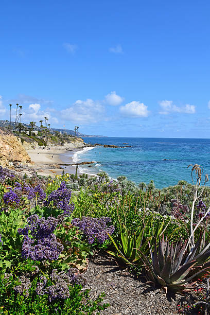 istock Diver's Cove, Laguna Beach 475606968