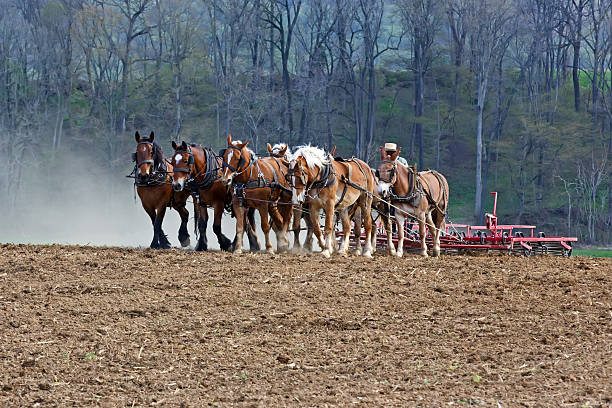 istock Horses Working on Amish Farm 475607034