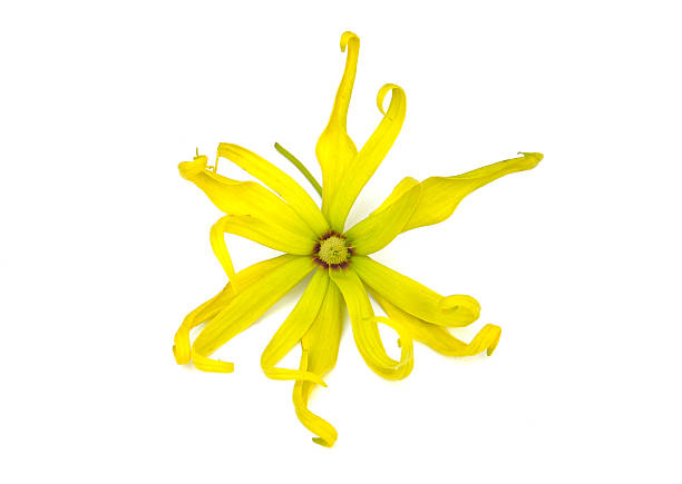 istock Soft-focus close-up of yellow flowers 475607090
