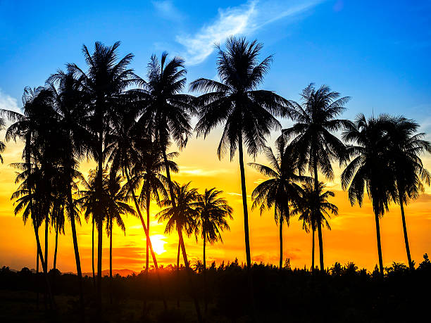 istock silhouette of coconut palm trees 475607220