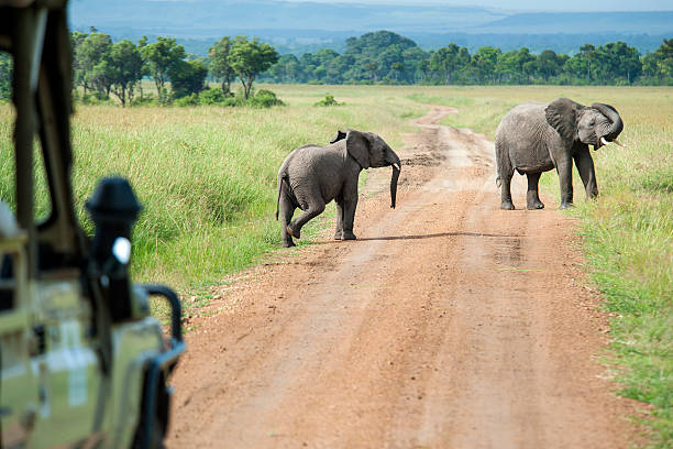 istock Safari car is waiting for crossing young Elephants 475607280