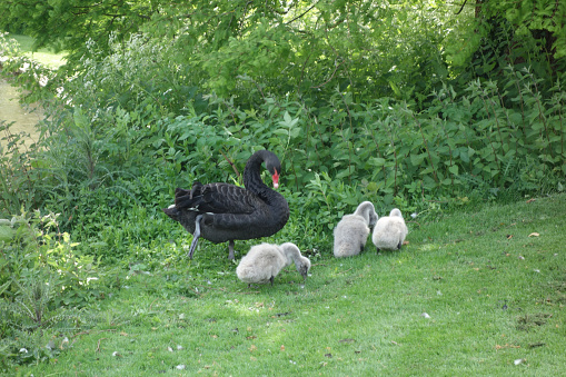 Black swan with three signets by a pond