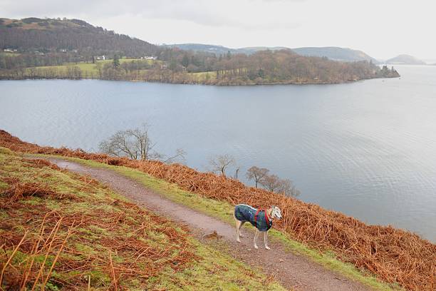 istock Greyhound on Path by Ulswater Looking Towards Gowbarrow Bay 475607695