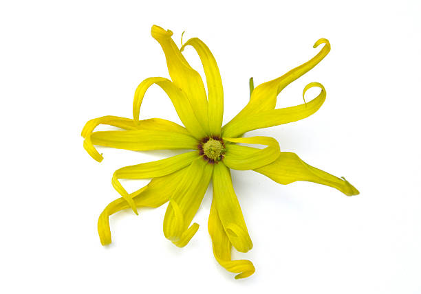 istock Soft-focus close-up of yellow flowers 475609424