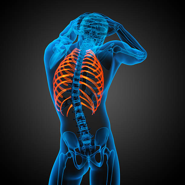istock 3d render medical illustration of the ribcage 475610406